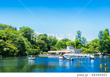東京 吉祥寺 井の頭公園 東京 吉祥寺 井の頭公園 66480402