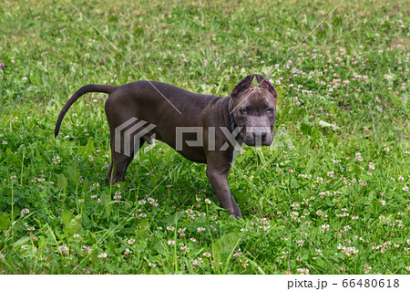 American Staffordshire Terrier in the meadow American Staffordshire Terrier in the meadow 66480618