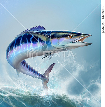 Spanish Mackerel wahoo dark blue fish big fish - Stock Illustration  [66480628] - PIXTA