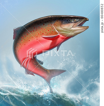 Atlantic Salmon Or Pink Salmon Background On のイラスト素材