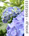 紫陽花 66481033
