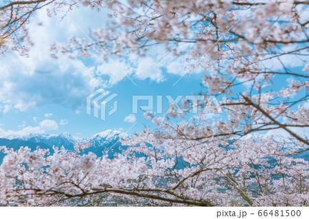 桜と蓮華岳【大町公園・大町山岳博物館より撮影】 66481500