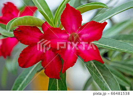 beautiful queen red bignonia flowers nature background 66481538