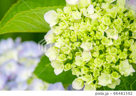 紫陽花の花のクローズアップ 紫陽花の花のクローズアップ 66481592