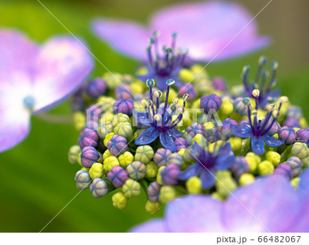 額紫陽花の花 66482067