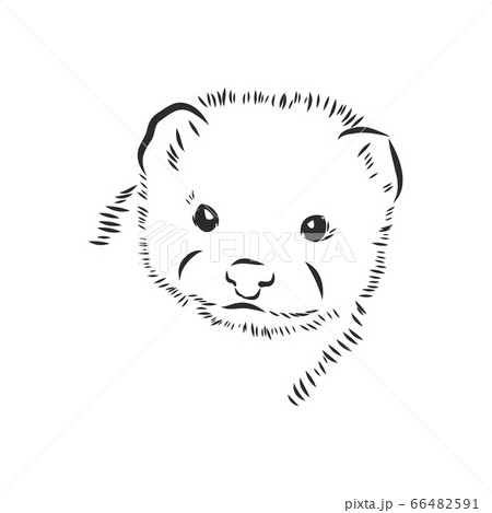 Drawing Of Ferret Vector Illustration Isolated のイラスト素材