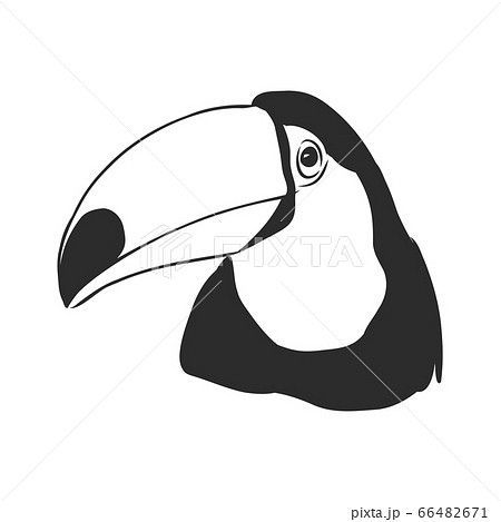 toucan hand drawn vector llustration realistic sketch, Toucan bird, vector sketch illustration 66482671
