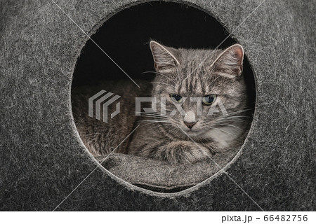 Cat is lying in the small house 66482756