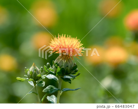 紅花 紅花 66483047