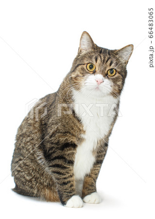 Portrait of a large grey cat 66483065