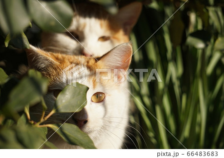 ねこ ねこ 66483683