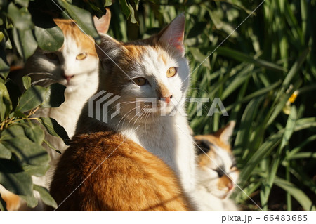 ねこ 66483685