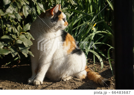 ねこ 66483687