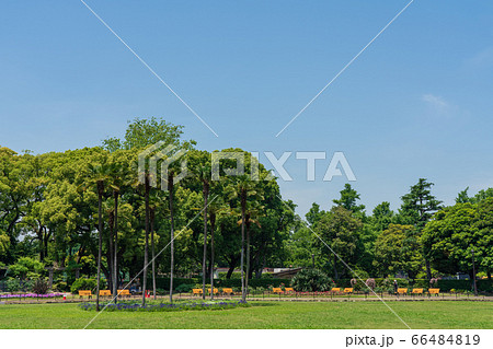 初夏の日比谷公園 66484819