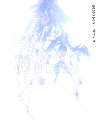 ドライフラワーシルエット 66484969