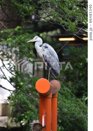 平塚八幡宮　弁財天社とアオサギ 66485340