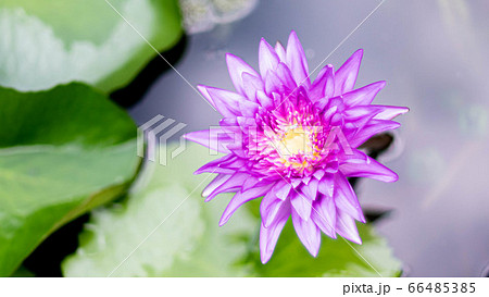 Violet lotus blooming in the pond. Bright Purple Lotus flowers In the Pond 66485385