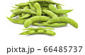 green soybeans on white background 66485737