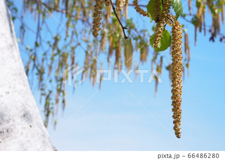 白樺の花 66486280