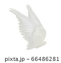wings isolated on white background 66486281