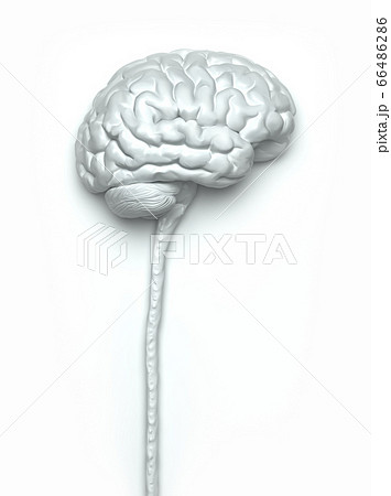 Human Nervous System Brain Clipping Path Included 66486286