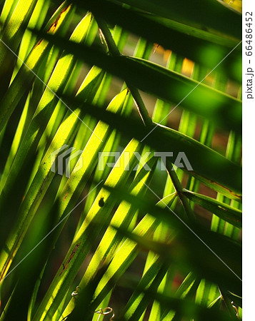close up crop view of green yellow brown decorate betel palm leafs outdoor selective focus for natural fresh tropical color mood backdrop background close up crop view of green yellow brown decorate betel palm leafs outdoor selective focus for natural fresh tropical color mood backdrop background 66486452