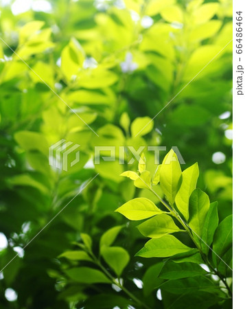 blur organic green plant leaves shallow depth of field under natural sunlight and dark environment in home garden outdoor for peaceful mood backdrop or background blur organic green plant leaves shallow depth of field under natural sunlight and dark environment in home garden outdoor for peaceful mood backdrop or background 66486464