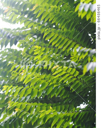 blur organic green plant leaves shallow depth of field under natural sunlight and dark environment in home garden outdoor for peaceful mood backdrop or background blur organic green plant leaves shallow depth of field under natural sunlight and dark environment in home garden outdoor for peaceful mood backdrop or background 66486465