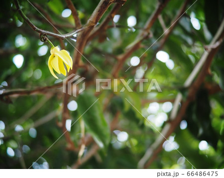 blur green garden background with selective focus on a tropical, THAI, green yellow aroma flower of large creeping plant flower, ANNONACEAE, Artabotrys hexapetalus blur green garden background with selective focus on a tropical, THAI, green yellow aroma flower of large creeping plant flower, ANNONACEAE, Artabotrys hexapetalus 66486475