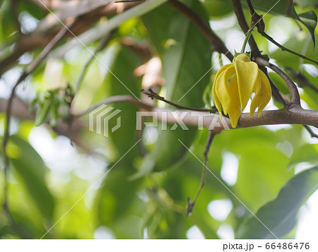 blur green garden background with selective focus on a tropical, THAI, green yellow aroma flower of large creeping plant flower, ANNONACEAE, Artabotrys hexapetalus  66486476