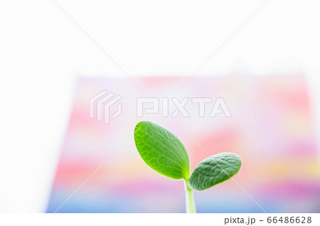 かぼちゃの芽 かぼちゃの芽 66486628