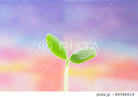 かぼちゃの芽 かぼちゃの芽 66486629