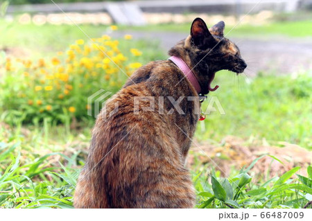 大欠伸なサビ猫 66487009