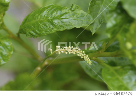American pokeweed American pokeweed 66487476