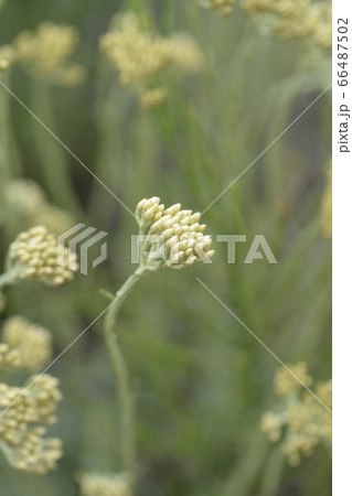 Italian everlasting flowers 66487502