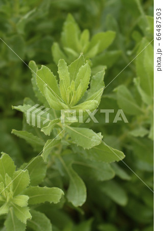 Sticky aster 66487503