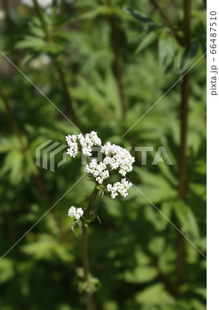 Common valerian Common valerian 66487510