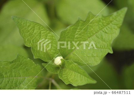 Bladder cherry Bladder cherry 66487511