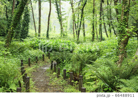小網代の森（初夏） 66488911