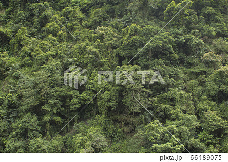 鬱蒼と茂る南国の森のイメージ背景の写真素材