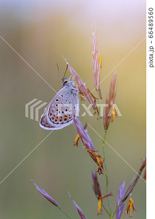 Common blue butterfly on the grass in sunset light 66489560