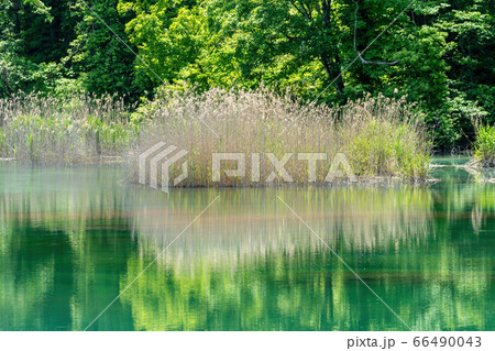 五色沼自然探勝路の新緑風景 るり沼の水辺 福島県北塩原村 五色沼自然探勝路の新緑風景 るり沼の水辺 福島県北塩原村 66490043