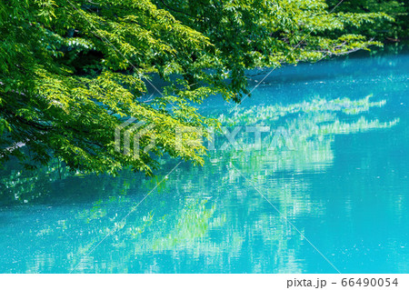 初夏の五色沼自然探勝路の風景 青沼と湖畔の木々 福島県北塩原村 初夏の五色沼自然探勝路の風景 青沼と湖畔の木々 福島県北塩原村 66490054