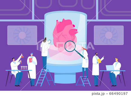 Scientist grow transplantation heart in laboratory, vector illustration. Specialist in white coats grow internal organ in flask. Scientist grow transplantation heart in laboratory, vector illustration. Specialist in white coats grow internal organ in flask. 66490197