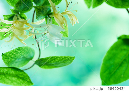 スイカズラ 金銀花 66490424