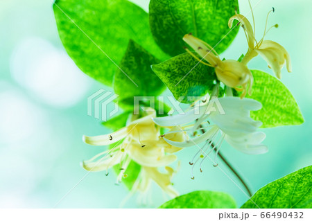 スイカズラ 金銀花 66490432