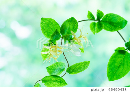 スイカズラ 金銀花 スイカズラ 金銀花 66490433