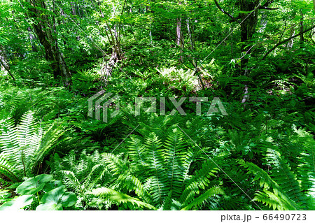 五色沼自然探勝路の新緑風景 群生するシダ 福島県北塩原村 五色沼自然探勝路の新緑風景 群生するシダ 福島県北塩原村 66490723