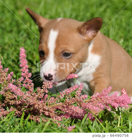 cute red Basenji dog puppy and flower cute red Basenji dog puppy and flower 66490756
