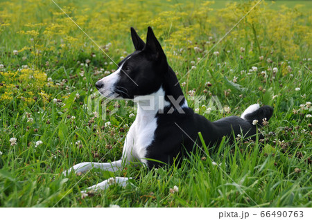 black basenji dog is lying on field on green grass 66490763